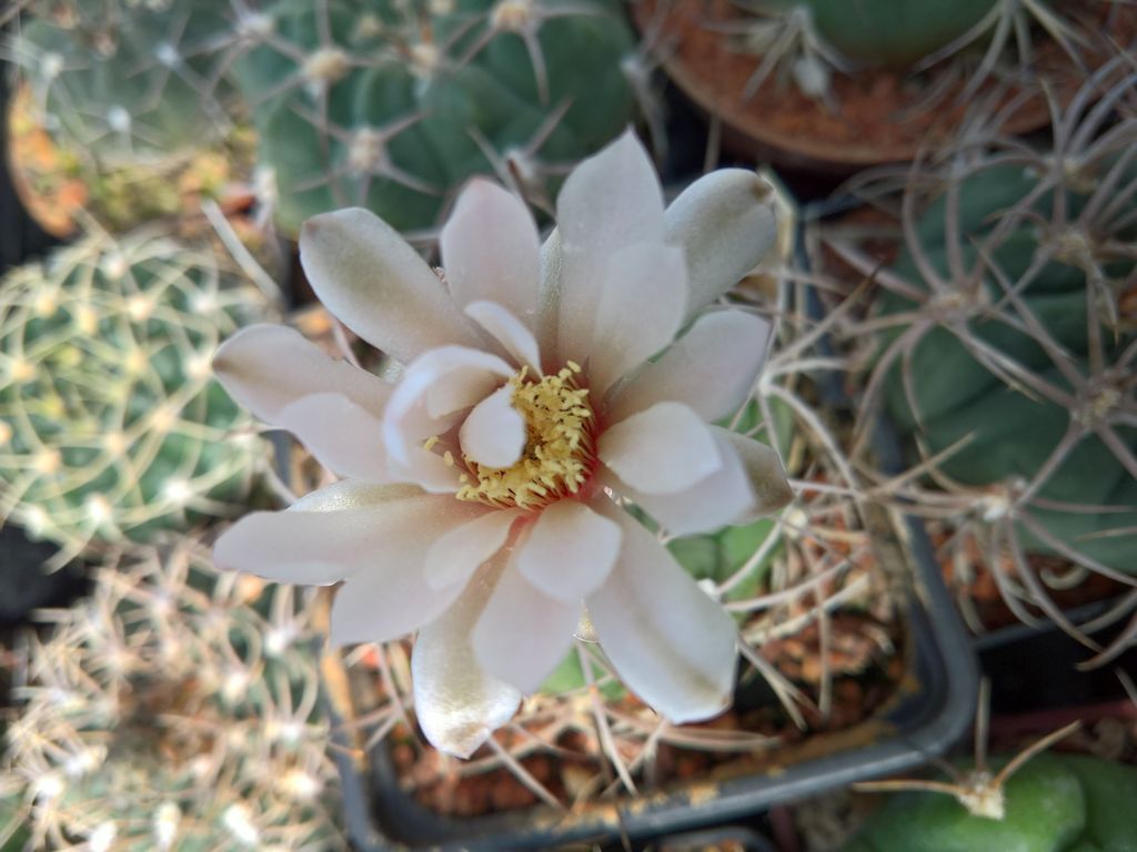 Gymnocalycium boszingianum LF 15 Villa Cepes La Rioja AG